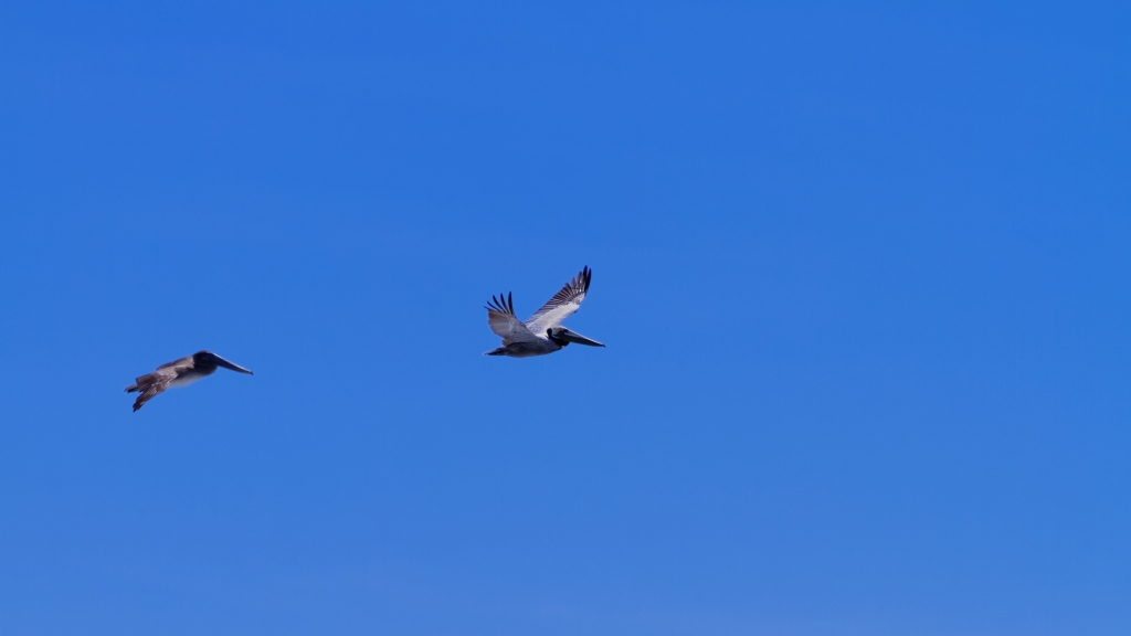 11 - Corcovado NP (14).jpg